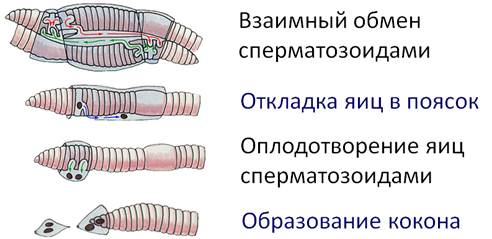 Появление третьего слоя клеток в зародыше червей направление эволюции