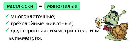 у каких моллюсков есть легкие. image001. у каких моллюсков есть легкие фото. у каких моллюсков есть легкие-image001. картинка у каких моллюсков есть легкие. картинка image001