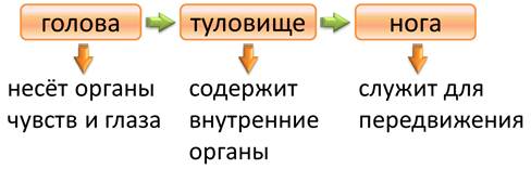 у каких моллюсков есть легкие. image004. у каких моллюсков есть легкие фото. у каких моллюсков есть легкие-image004. картинка у каких моллюсков есть легкие. картинка image004