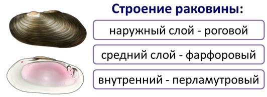 Лабораторная работа внешнее строение моллюска. Строение раковины моллюсков 3 слоя. Строение раковины слои двустворчатых моллюсков. Строение раковины двустворчатых. Строение раковины моллюсков слои.