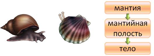 Тело моллюска имеет мантию. В мантийной полости моллюсков располагаются. Мантийная полость у моллюсков. Мантия и мантийная полость у моллюсков. Мантия моллюска.