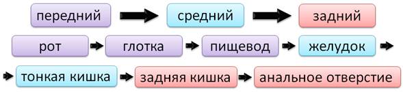 у каких моллюсков есть легкие. image007. у каких моллюсков есть легкие фото. у каких моллюсков есть легкие-image007. картинка у каких моллюсков есть легкие. картинка image007