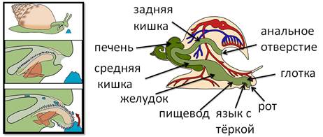 среда обитания и образ жизни брюхоногих моллюсков