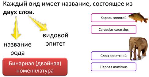 Генератор названий животных фэнтези