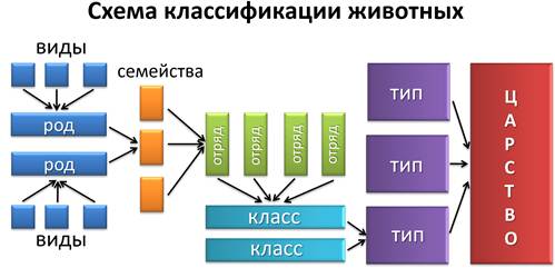 Схема классификации животных 7 класс