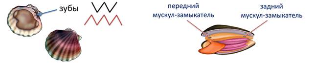 Как дышат моллюски. Замок у двустворчатых моллюсков. Схема телосложения двустворчатого моллюска. У каких моллюсков есть Мускул - замыкатель?. Типы замков у двустворчатых моллюсков ДЕСМОДОНТНЫЙ ДИЗОДОНТНЫЙ.