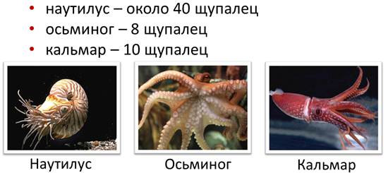 Тип симметрии осьминога. Осьминог симметрия тела. Щупальца кальмара строение. Симметрия головоногих моллюсков. Щупальца головоногих функция.
