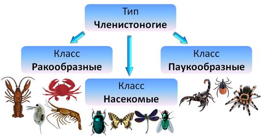 Схема классификации членистоногих