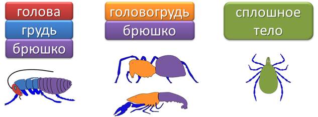 у членистоногих тело покрыто хитинизированной кутикулой какое значение имеет такой покров тела. Смотреть фото у членистоногих тело покрыто хитинизированной кутикулой какое значение имеет такой покров тела. Смотреть картинку у членистоногих тело покрыто хитинизированной кутикулой какое значение имеет такой покров тела. Картинка про у членистоногих тело покрыто хитинизированной кутикулой какое значение имеет такой покров тела. Фото у членистоногих тело покрыто хитинизированной кутикулой какое значение имеет такой покров тела