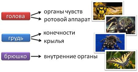 у членистоногих тело покрыто хитинизированной кутикулой какое значение имеет такой покров тела. Смотреть фото у членистоногих тело покрыто хитинизированной кутикулой какое значение имеет такой покров тела. Смотреть картинку у членистоногих тело покрыто хитинизированной кутикулой какое значение имеет такой покров тела. Картинка про у членистоногих тело покрыто хитинизированной кутикулой какое значение имеет такой покров тела. Фото у членистоногих тело покрыто хитинизированной кутикулой какое значение имеет такой покров тела