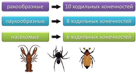 у членистоногих тело покрыто хитинизированной кутикулой какое значение имеет такой покров тела. Смотреть фото у членистоногих тело покрыто хитинизированной кутикулой какое значение имеет такой покров тела. Смотреть картинку у членистоногих тело покрыто хитинизированной кутикулой какое значение имеет такой покров тела. Картинка про у членистоногих тело покрыто хитинизированной кутикулой какое значение имеет такой покров тела. Фото у членистоногих тело покрыто хитинизированной кутикулой какое значение имеет такой покров тела
