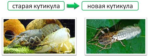 у членистоногих тело покрыто хитинизированной кутикулой какое значение имеет такой покров тела. Смотреть фото у членистоногих тело покрыто хитинизированной кутикулой какое значение имеет такой покров тела. Смотреть картинку у членистоногих тело покрыто хитинизированной кутикулой какое значение имеет такой покров тела. Картинка про у членистоногих тело покрыто хитинизированной кутикулой какое значение имеет такой покров тела. Фото у членистоногих тело покрыто хитинизированной кутикулой какое значение имеет такой покров тела