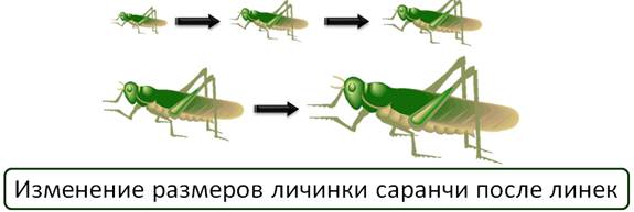 у членистоногих тело покрыто хитинизированной кутикулой какое значение имеет такой покров тела. Смотреть фото у членистоногих тело покрыто хитинизированной кутикулой какое значение имеет такой покров тела. Смотреть картинку у членистоногих тело покрыто хитинизированной кутикулой какое значение имеет такой покров тела. Картинка про у членистоногих тело покрыто хитинизированной кутикулой какое значение имеет такой покров тела. Фото у членистоногих тело покрыто хитинизированной кутикулой какое значение имеет такой покров тела