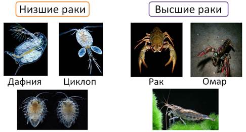 Низшие раки. Высшие и низшие ракообразные. Высшие ракообразные представители. Нисшиераки представители. Низшие ракообразные.