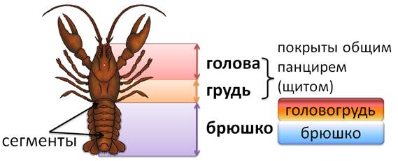 Речной рак головогрудь брюшко