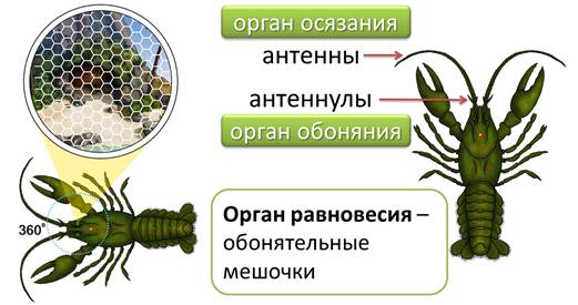 Раки чувствуют. Органы яуств речного Ракк. Органы осязания у членистоногих. Органы чувств ракообразных. Органы осязания и обоняния у ракообразных.