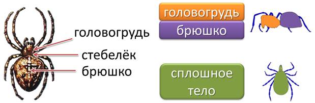 Паукообразные головогрудь и брюшко. Головогрудь и брюшко. Клещи головогрудь и брюшко. Гпауко обпразные головогрудь + брюшко. Строение клеща головогрудь.