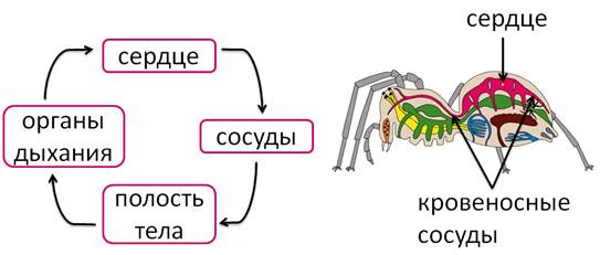 Паукообразные дыхательная. Дыхательная система паука крестовика. Кровеносная система паукообразных 7 класс. Кровеносная система паука крестовика. Внутреннее строение паукообразных дыхательная система.