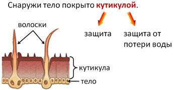 Что не характерно для кровеносной системы насекомых