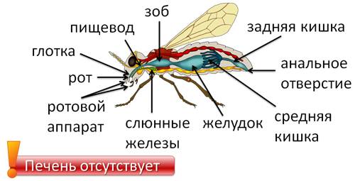 Что не характерно для кровеносной системы насекомых