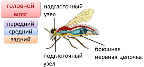 Что не характерно для кровеносной системы насекомых