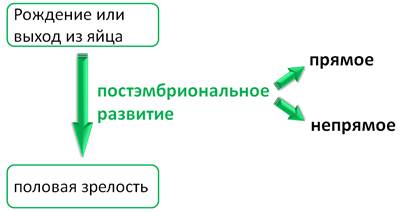 у насекомых с неполным превращением какое оплодотворение. image004. у насекомых с неполным превращением какое оплодотворение фото. у насекомых с неполным превращением какое оплодотворение-image004. картинка у насекомых с неполным превращением какое оплодотворение. картинка image004