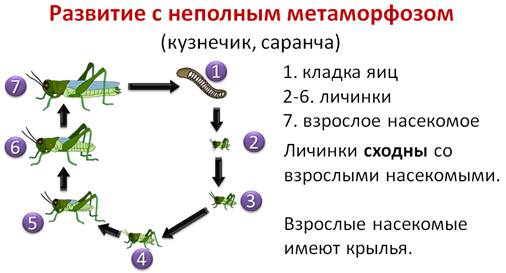 У насекомых из яиц появляются. Развитие кузнечика с неполным превращением. Циклы развития насекомых кузнечик. Цикл развития насекомых с неполным превращением. Схема непрямого развития с неполным метаморфозом.