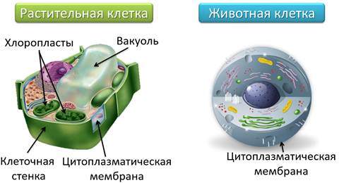 Что такое организм животного. Смотреть фото Что такое организм животного. Смотреть картинку Что такое организм животного. Картинка про Что такое организм животного. Фото Что такое организм животного