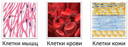 Что такое организм животного. Смотреть фото Что такое организм животного. Смотреть картинку Что такое организм животного. Картинка про Что такое организм животного. Фото Что такое организм животного