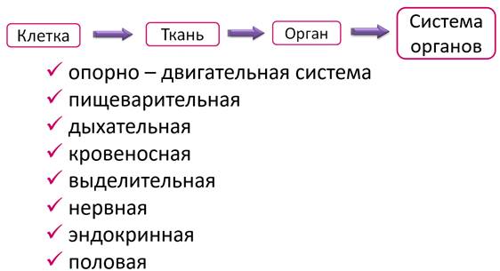 Что такое организм животного. Смотреть фото Что такое организм животного. Смотреть картинку Что такое организм животного. Картинка про Что такое организм животного. Фото Что такое организм животного