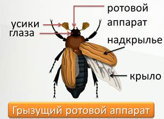 какое насекомое развивается с полным превращением