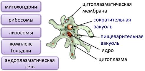 какое строение имеют одноклеточные организмы