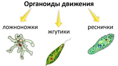 какое строение имеют одноклеточные организмы