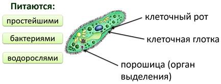 какое строение имеют одноклеточные организмы