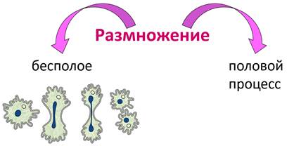 какое строение имеют одноклеточные организмы