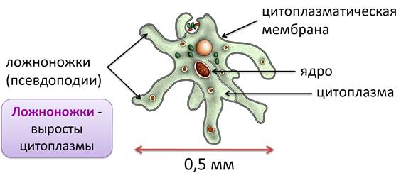 Строение амебы обыкновенной. Рганоида амёбы обыкновенной. Амёба обыкновенная строение рисунок. Амеба обыкновенная орноид.