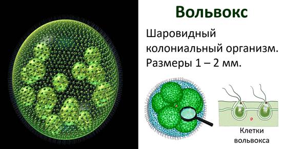 Какой тип питания характерен для крапивницы изображенной на рисунке 1 обоснуйте свой ответ