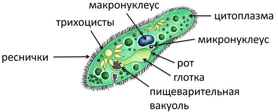 Строение инфузории туфельки 5 класс рисунок с подписями