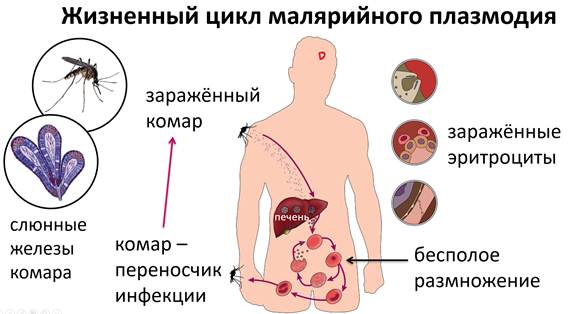 Заражение человека малярией происходит. Схема жизненного цикла возбудителей малярии. Схема передачи возбудителя малярии человеку. Малярия механизм передачи инфекции. Схема заражения малярийного плазмодия.