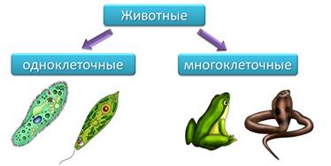 Схема многоклеточные животные