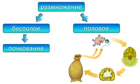 Схема многоклеточные животные