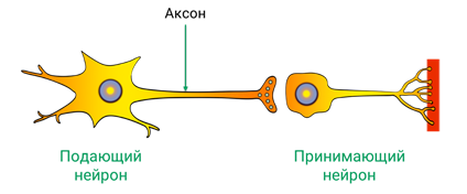 Какое значение имеет нервная система для животных что такое инстинкт. Смотреть фото Какое значение имеет нервная система для животных что такое инстинкт. Смотреть картинку Какое значение имеет нервная система для животных что такое инстинкт. Картинка про Какое значение имеет нервная система для животных что такое инстинкт. Фото Какое значение имеет нервная система для животных что такое инстинкт