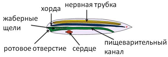 Отсутствие хорды и нервной трубки характерно для