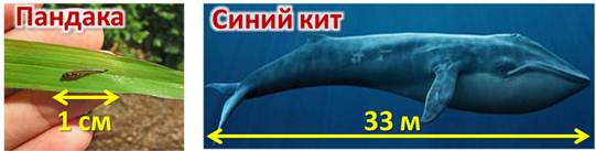 Скелет бесчерепных животных представлен чем. Смотреть фото Скелет бесчерепных животных представлен чем. Смотреть картинку Скелет бесчерепных животных представлен чем. Картинка про Скелет бесчерепных животных представлен чем. Фото Скелет бесчерепных животных представлен чем