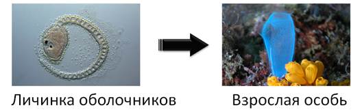 Скелет бесчерепных животных представлен чем. Смотреть фото Скелет бесчерепных животных представлен чем. Смотреть картинку Скелет бесчерепных животных представлен чем. Картинка про Скелет бесчерепных животных представлен чем. Фото Скелет бесчерепных животных представлен чем