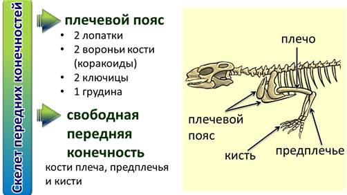 какие яйца у пресмыкающихся. Смотреть фото какие яйца у пресмыкающихся. Смотреть картинку какие яйца у пресмыкающихся. Картинка про какие яйца у пресмыкающихся. Фото какие яйца у пресмыкающихся