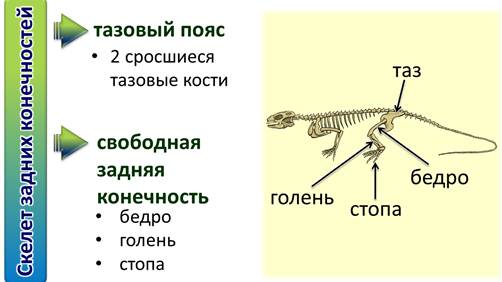Пояса конечностей ящерицы. Пояс задних конечностей пресмыкающегося. Скелет пояса задних конечностей рептилий. Пояс передних конечностей пресмыкающихся. Пресмыкающиеся скелет пояса передних конечностей.