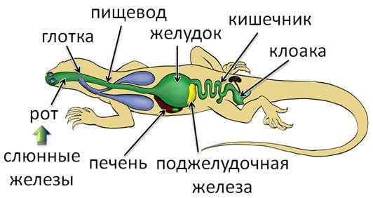 какие яйца у пресмыкающихся. Смотреть фото какие яйца у пресмыкающихся. Смотреть картинку какие яйца у пресмыкающихся. Картинка про какие яйца у пресмыкающихся. Фото какие яйца у пресмыкающихся