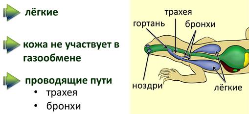 какие яйца у пресмыкающихся. Смотреть фото какие яйца у пресмыкающихся. Смотреть картинку какие яйца у пресмыкающихся. Картинка про какие яйца у пресмыкающихся. Фото какие яйца у пресмыкающихся