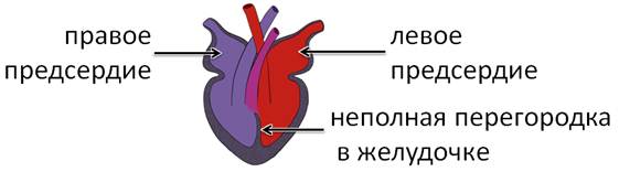 Неполная перегородка в сердце рептилий